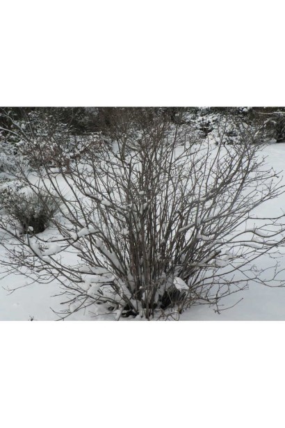 Calycanthus Hartlage Wine габитус